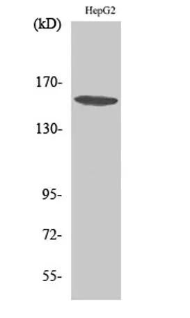 PLC γ1 rabbit pAb