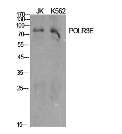 POLR3E rabbit pAb - image 1