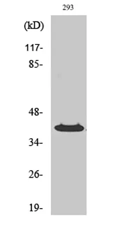 PP2Cκ rabbit pAb - image 1