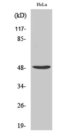PRIM1 rabbit pAb - image 1