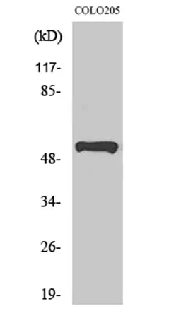 PRP19 rabbit pAb - image 1