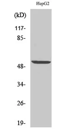 PRPH rabbit pAb - image 1