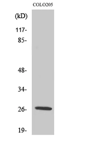 PRSS33 rabbit pAb