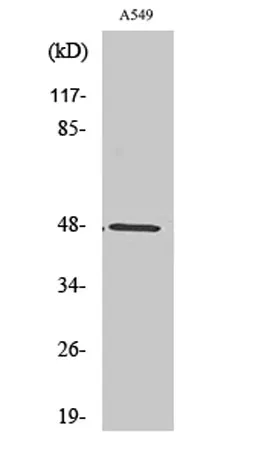 PSK-H1 rabbit pAb - image 1