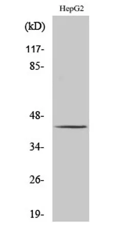 PSMC6 rabbit pAb - image 1