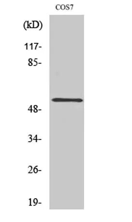 PTP1B rabbit pAb - image 1