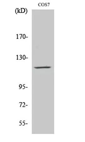 PYK2 rabbit pAb - image 1