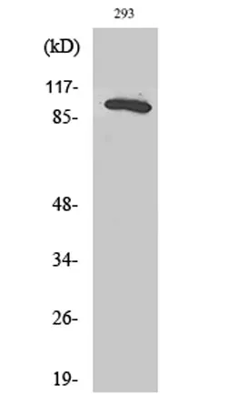 Rab 3 GAP p130 rabbit pAb - image 1