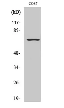 Rac GAP1 rabbit pAb - image 1
