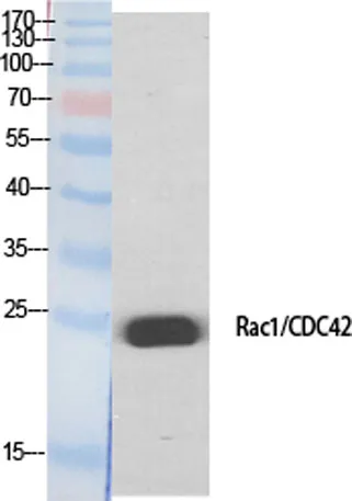 Rac1/2/3/CDC42 rabbit pAb - image 1