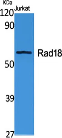 Rad18 rabbit pAb - image 1