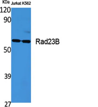 Rad23B rabbit pAb - image 1