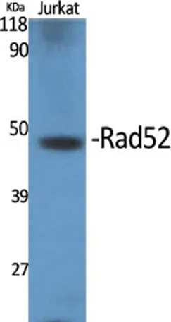 Rad52 rabbit pAb