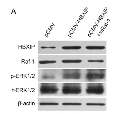 Raf-1 rabbit pAb - image 1