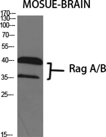 Rag A/B rabbit pAb