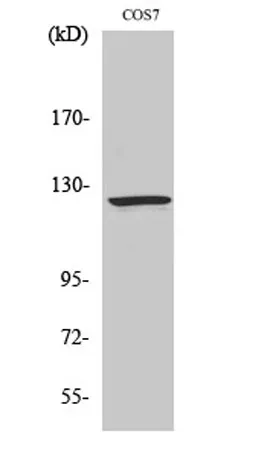 Ran BP-6 rabbit pAb - image 1