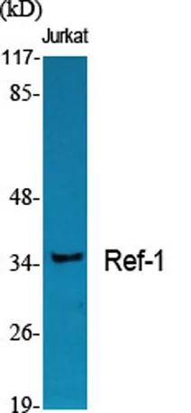Ref-1 rabbit pAb - image 1