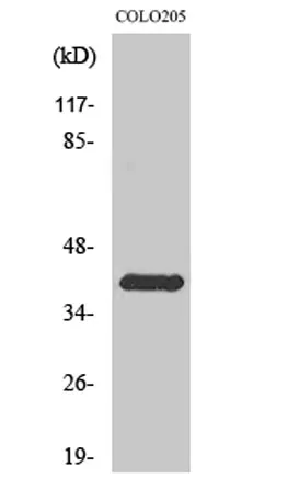Rhodopsin rabbit pAb - image 1