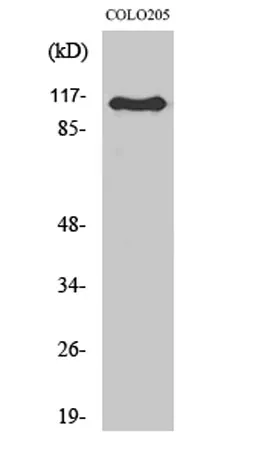 RhoGEF p115 rabbit pAb - image 1