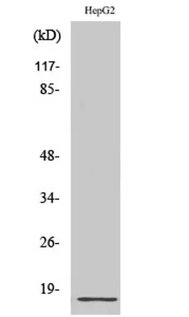 Ribosomal Protein L34 rabbit pAb
