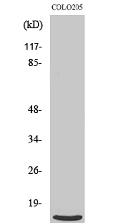 Ribosomal Protein L39 rabbit pAb - image 1
