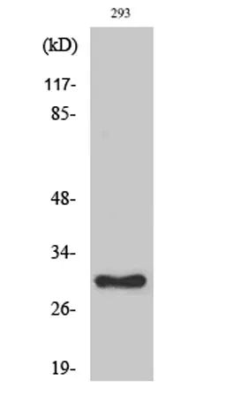 Ribosomal Protein L7 rabbit pAb
