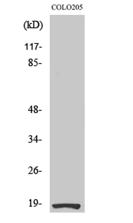 Ribosomal Protein S27L rabbit pAb
