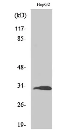 Ribosomal Protein S3 rabbit pAb - image 1