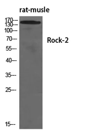 Rock-2 rabbit pAb