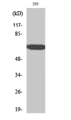 RPAP2 rabbit pAb - image 1