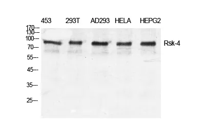Rsk-4 rabbit pAb - image 1