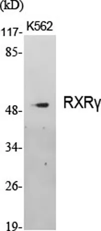 RXRγ rabbit pAb - image 1