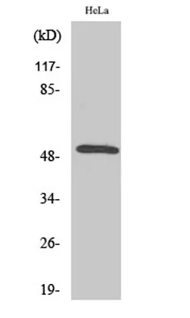 Secretin Receptor rabbit pAb