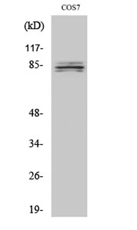 SEMA4A rabbit pAb - image 1