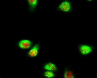 SGK1 rabbit pAb - image 1
