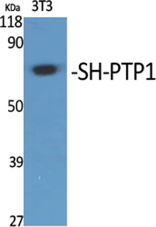 SH-PTP1 rabbit pAb - image 1