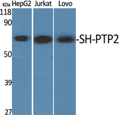 SH-PTP2 rabbit pAb - image 1