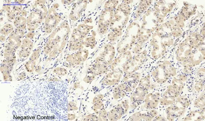 Smad2/3 rabbit pAb - image 1