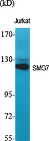 SMG7 rabbit pAb