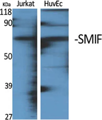 SMIF rabbit pAb