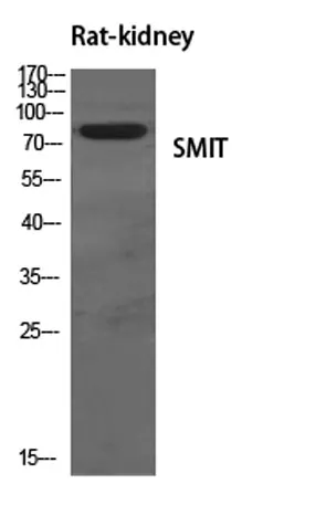 SMIT rabbit pAb - image 1