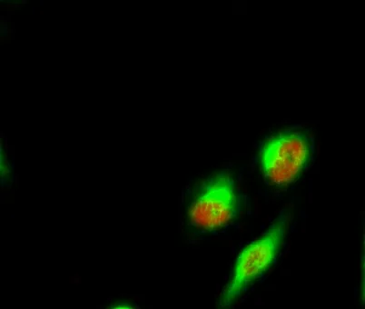 Spindlin-1 rabbit pAb - image 1