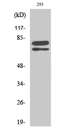 Splicing factor 1 rabbit pAb - image 1