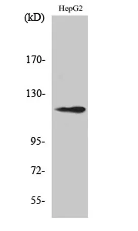 SPT16 rabbit pAb