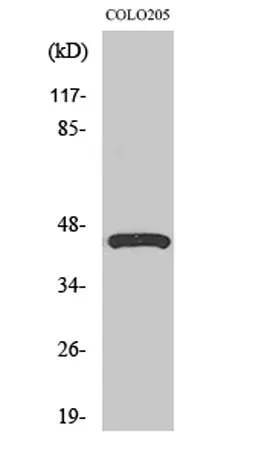 SR-4 rabbit pAb - image 1