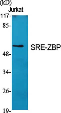 SRE-ZBP rabbit pAb - image 1