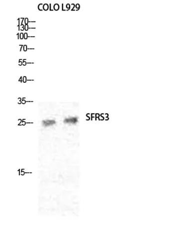 SRp20 rabbit pAb - image 1