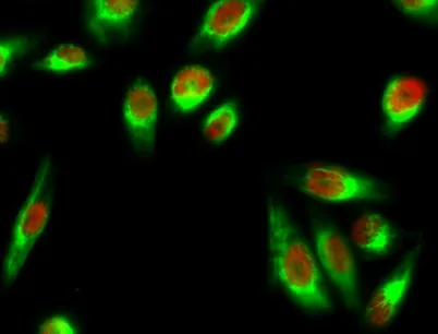 Stat1 rabbit pAb - image 1