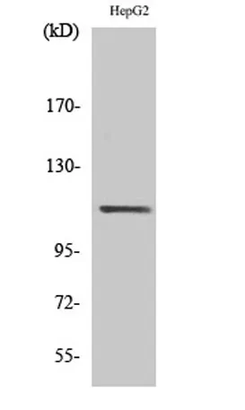 Stat2 rabbit pAb - image 1