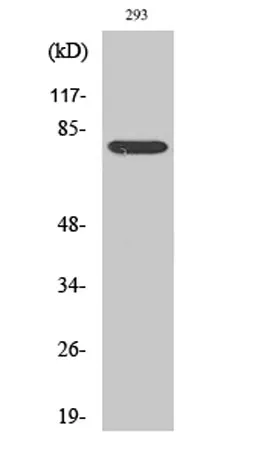 Stat4 rabbit pAb - image 1